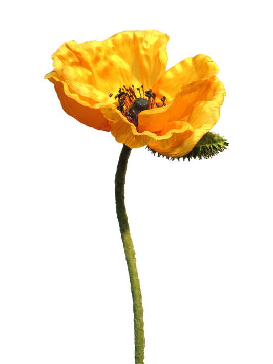 Yellow Poppy 70cm