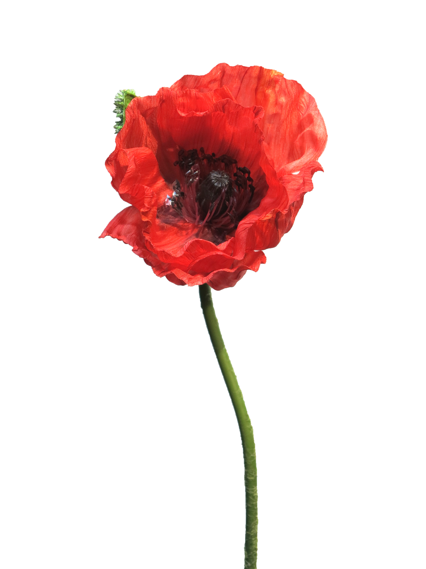 Red Poppy 70cm