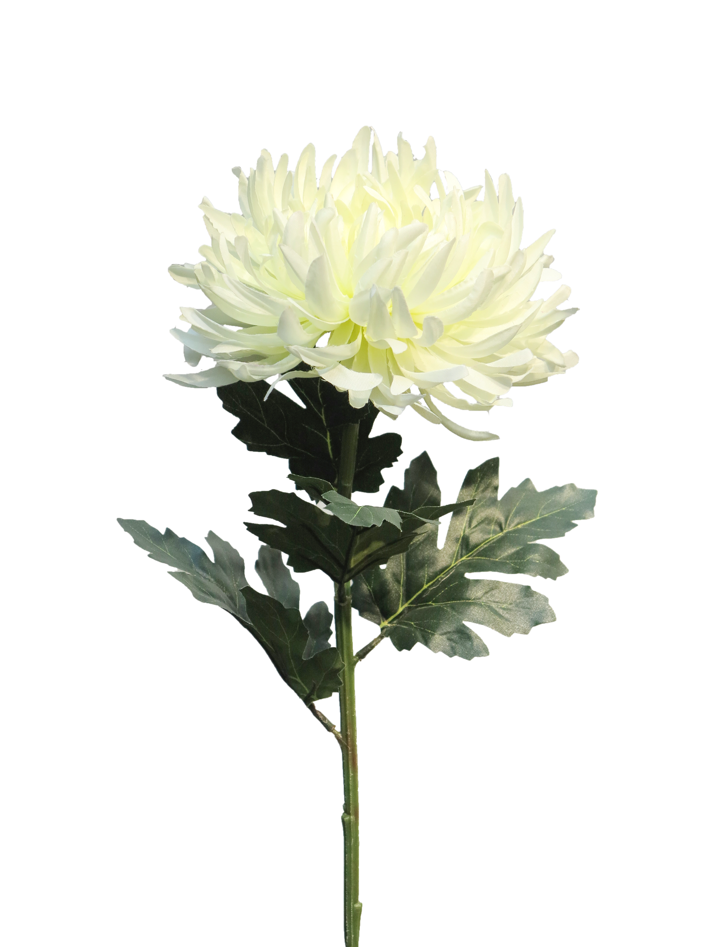 Chrysanthemum Iba White 63cm