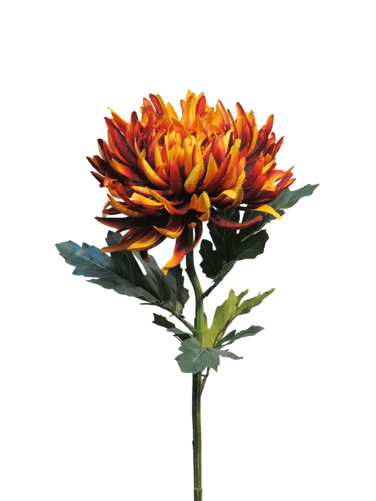 Chrysanthemum Iba Rust 63cm