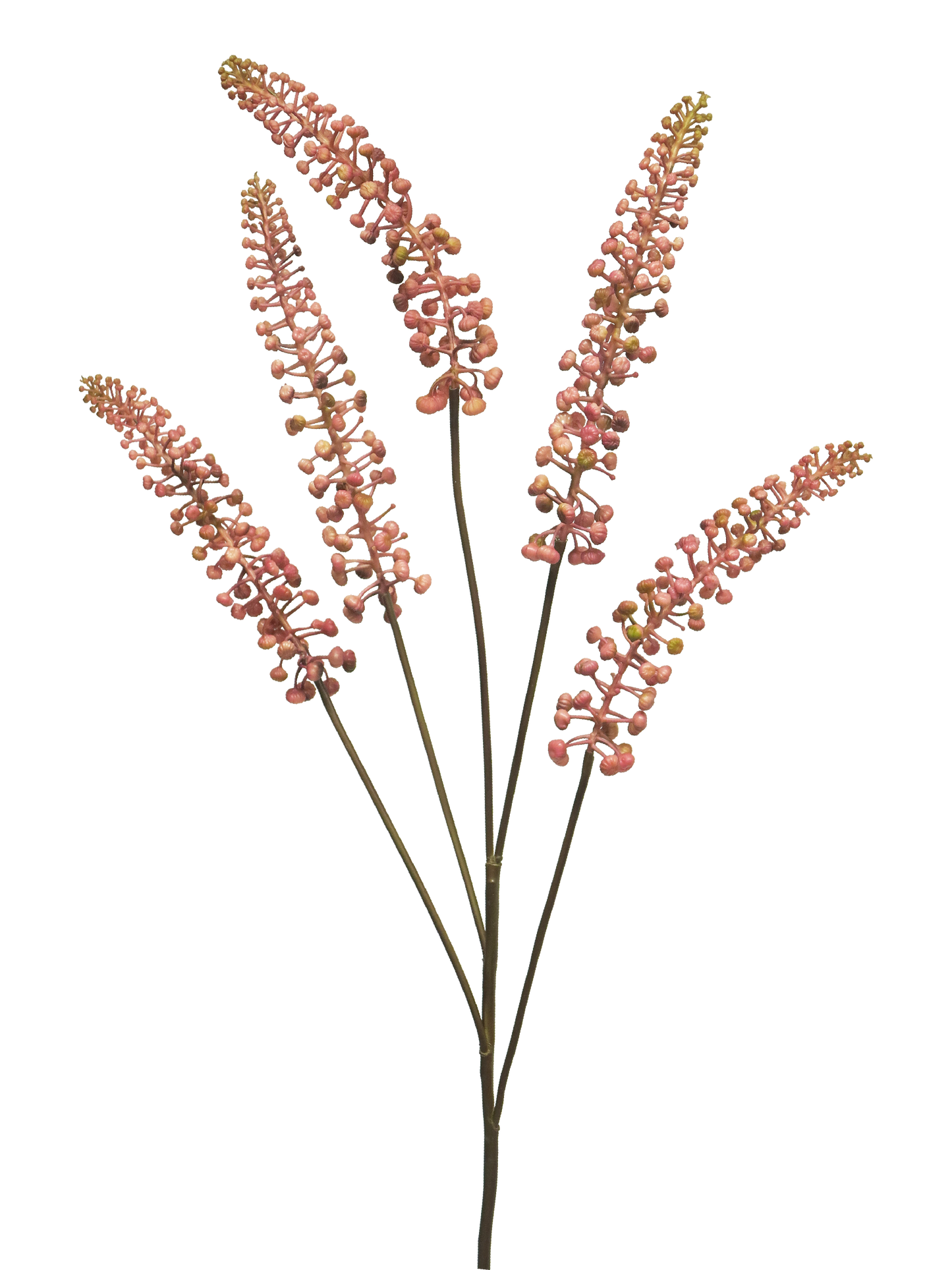 Phytolacca Pink 93cm