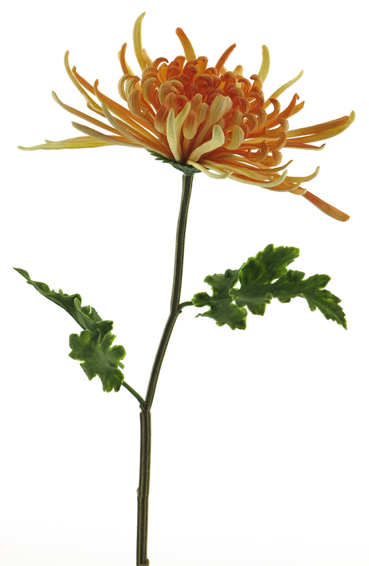 Chrysanthemum Monaco Peach 68cm