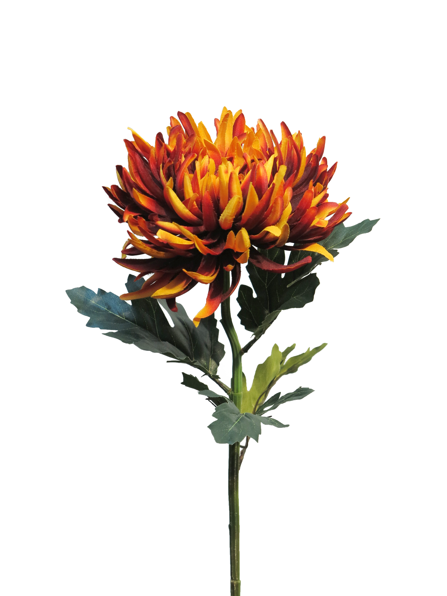 Chrysanthemum Iba Rust 63cm