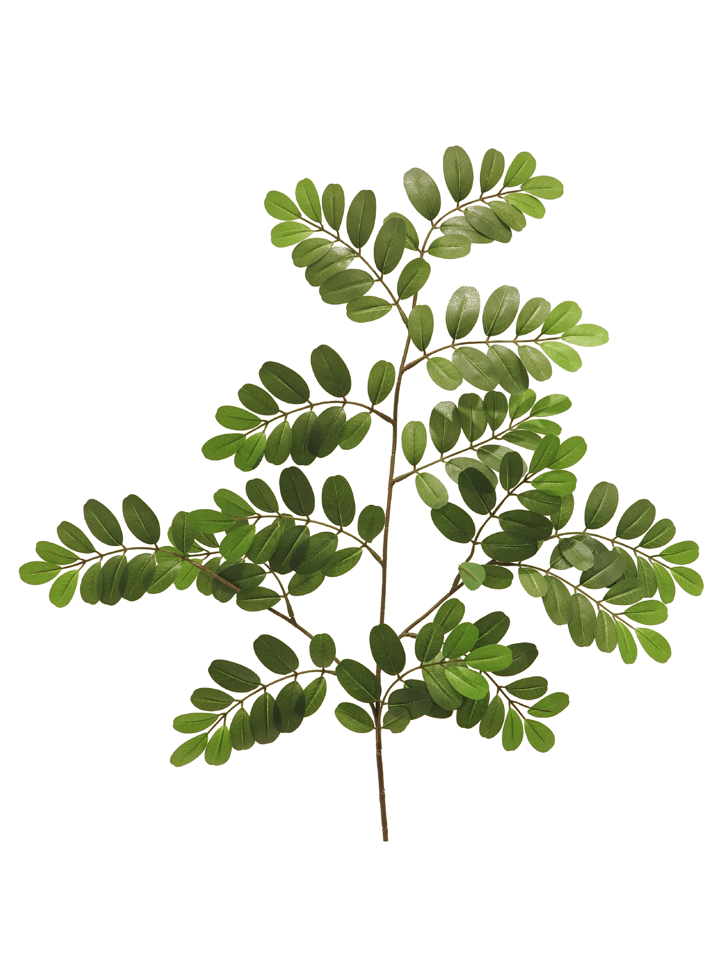 Robinia Pseudoacasia LVS Spray Green 70cm