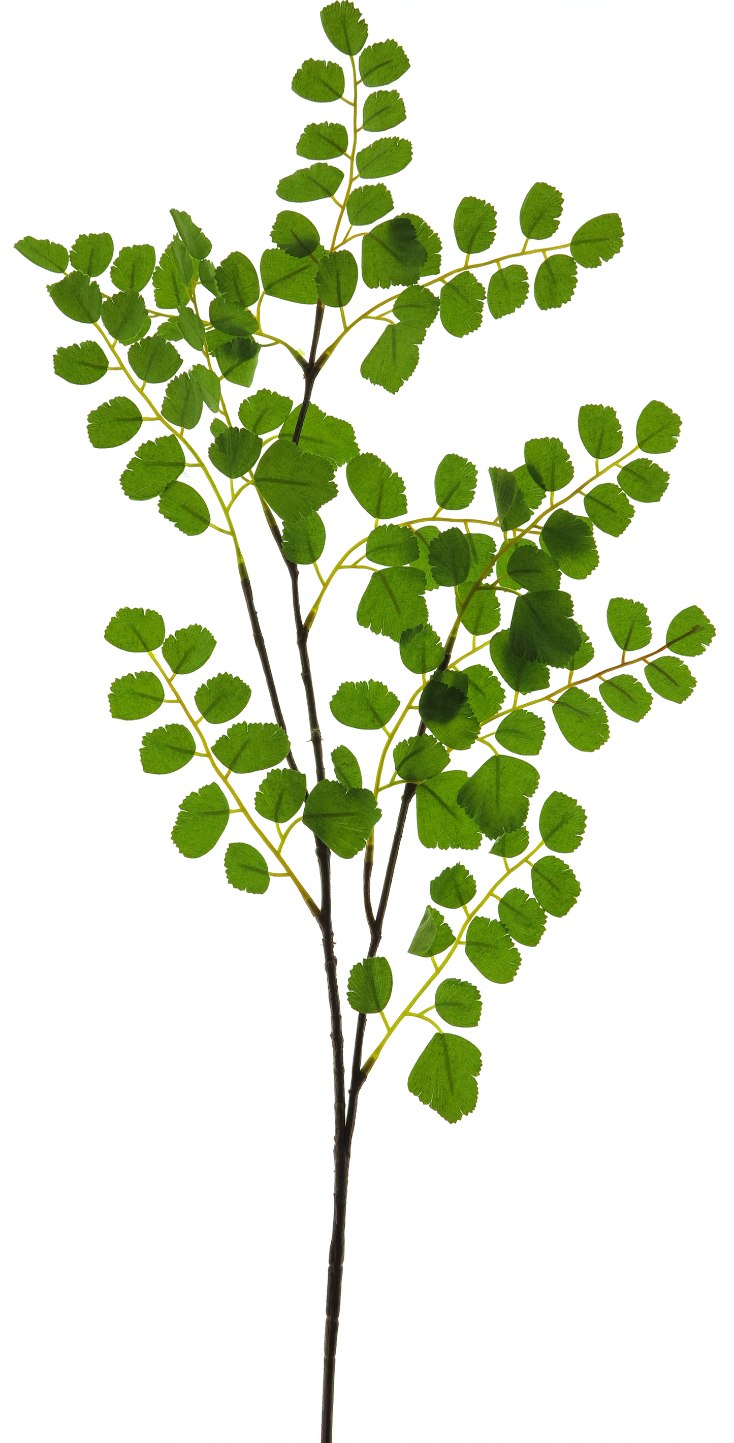 Acacia Leaf Spray Green 90cm