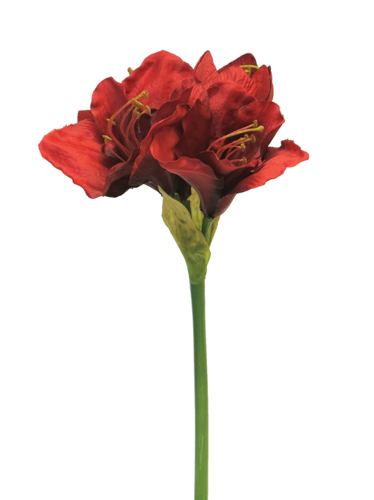 Hippeastrum Aline Red 63cm