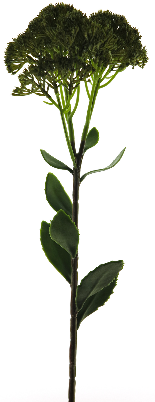 Sedum Flower Spray Green 59cm
