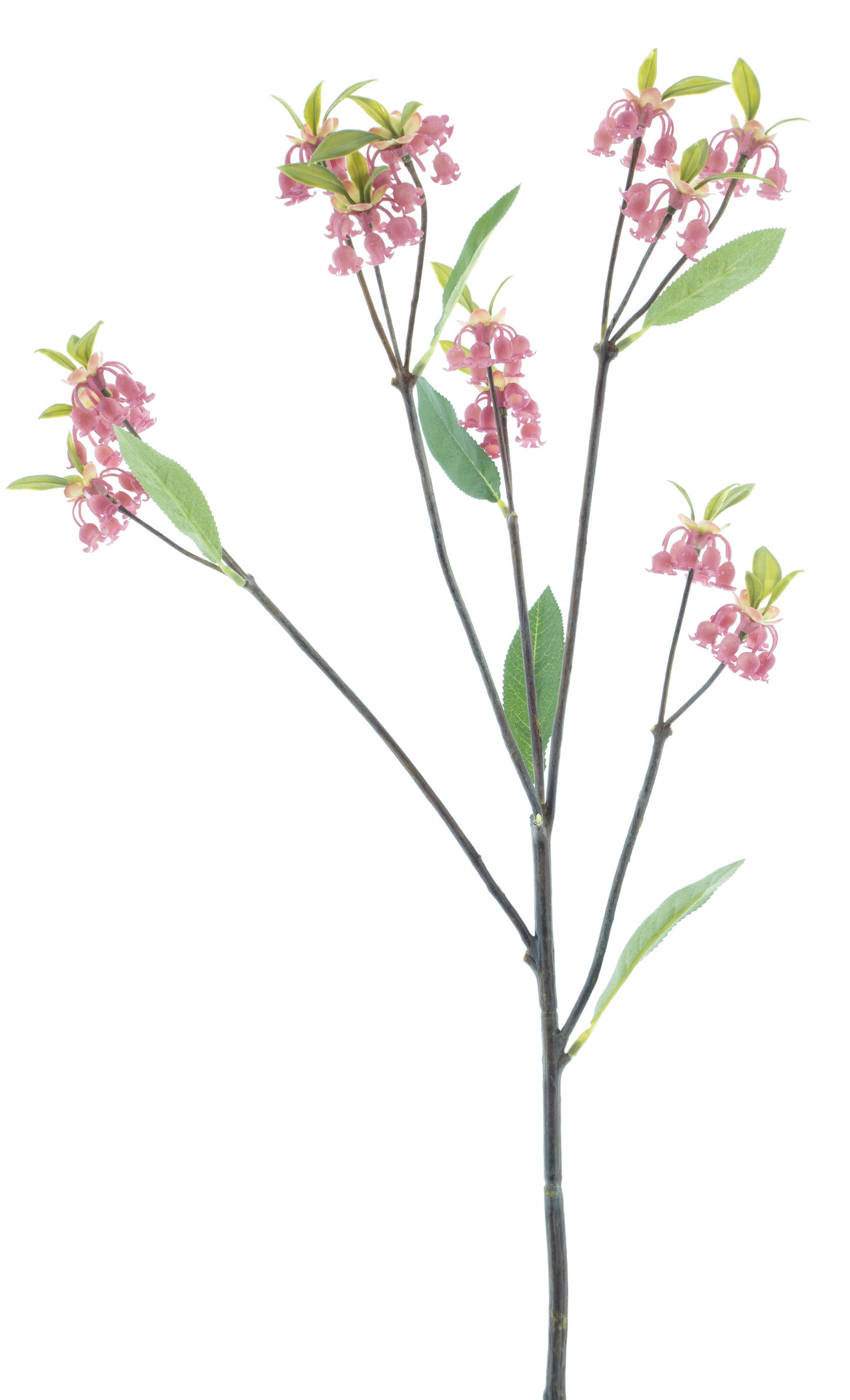 Enkianthus Quinqueflorus Pink 61cm