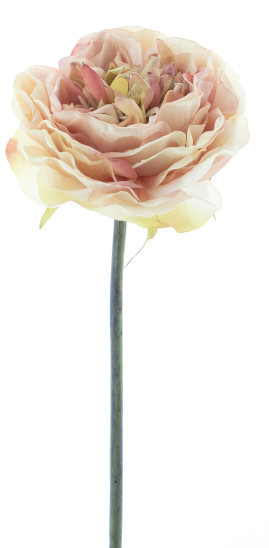 Cabbage Rose Pick Suvi It Pink 31cm