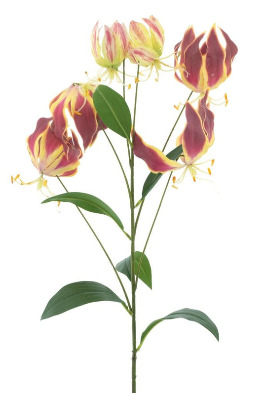 Gloriosa Lily Pink 90cm