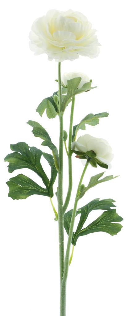Ranunculus New Orleans Cream 64cm